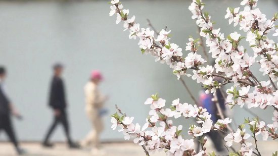 醉龙江丨以花为媒 黑龙江省鸡西市着力打造旅游“春”名片