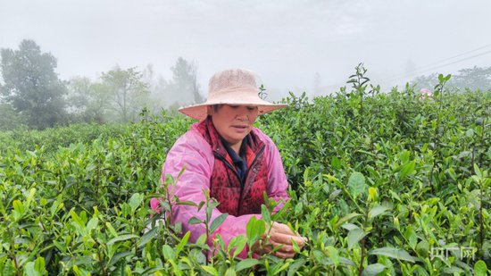 重庆万州5.3万亩春茶采摘正当时