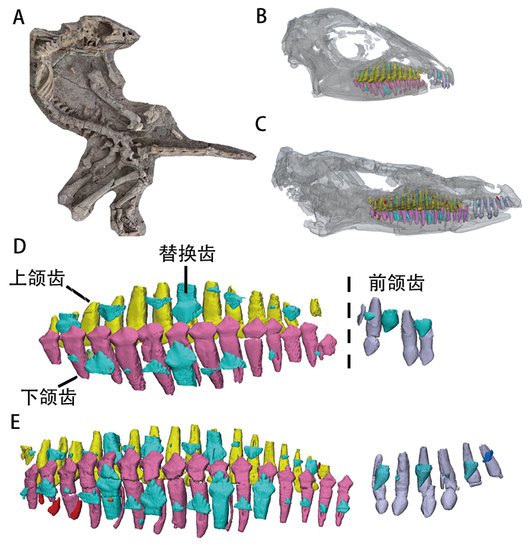 远古发现｜科研人员揭秘鸟臀类恐龙换牙方式