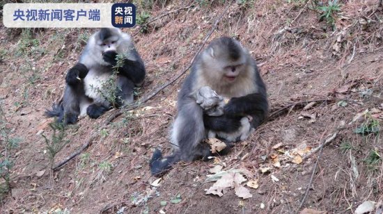 云南白马雪山国家级自然保护区滇金丝猴群喜添新丁