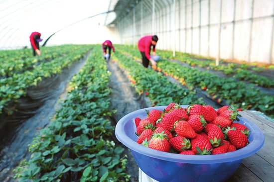 临汾市<em>昭阳</em>草莓采摘园的草莓进入成熟期