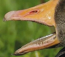 漫长岁月鸟类怎么没了牙？或与<em>恐龙</em>掉牙有联系