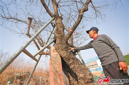 听，徐州的古树名木讲述年轮里的发展故事