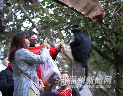 福州动物园黑叶猴“越狱” 当众对游客“卖萌”