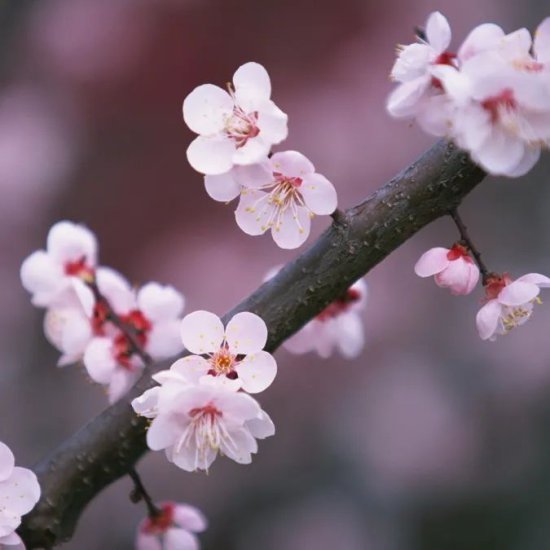 文化中国|传统二十四节气——春分 Spring Equinox