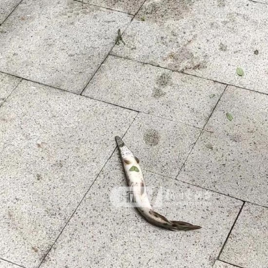 “怪鱼”在杭州一小区也发现了！紧急提醒