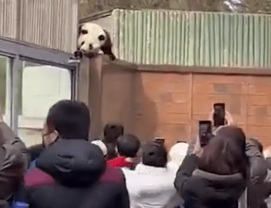 北京动物园大熊猫翻出围栏 专家提示一定不要围观