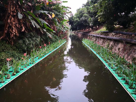 植物<em>浮床</em>，水生态修复——东莞东城治水又一举措
