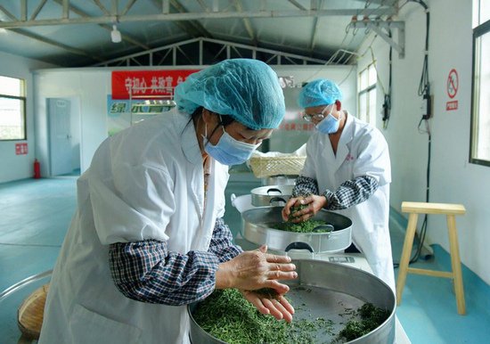 普定供电局：持续帮扶长峰村壮大“朵贝茶”产业