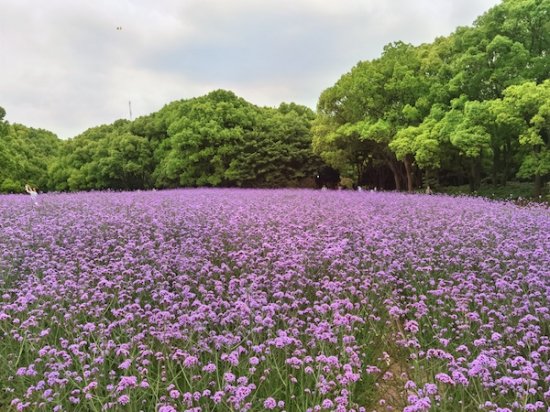 共青森林公园这片紫色<em>的柳叶</em>马鞭草花海美翻了