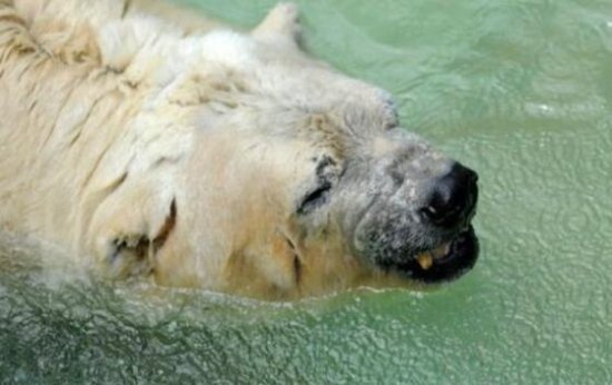 外媒:"全世界最可怜北极熊"去世 曾患<em>抑郁症</em>