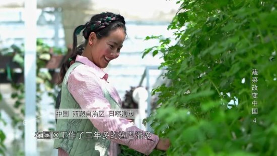 纪录片《<em>蔬菜</em>改变中国》编导手记｜王海丽：故事之外的故事
