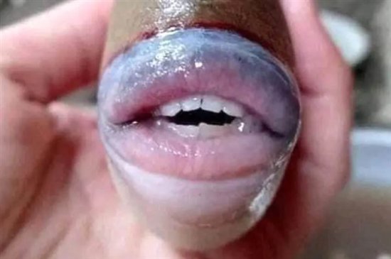 <em>嘴</em>内长满“人类牙齿”！马来西亚发现酷似人类外形的鱼
