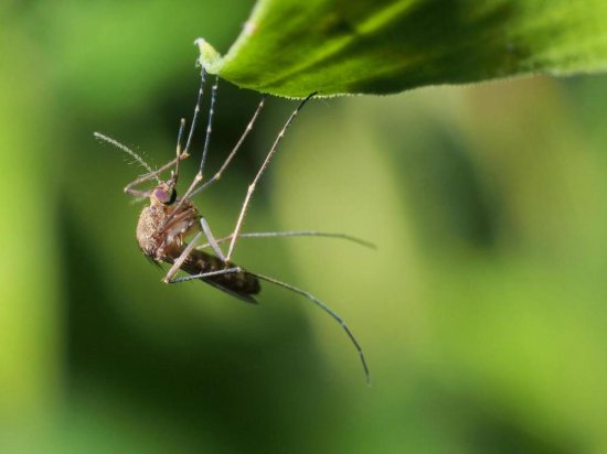 进化论之秘：现有的科技无法创造出<em>一只蚊子</em>