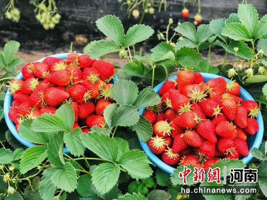 <em>襄城</em>县颍阳镇：草莓种植开启“莓”好时光