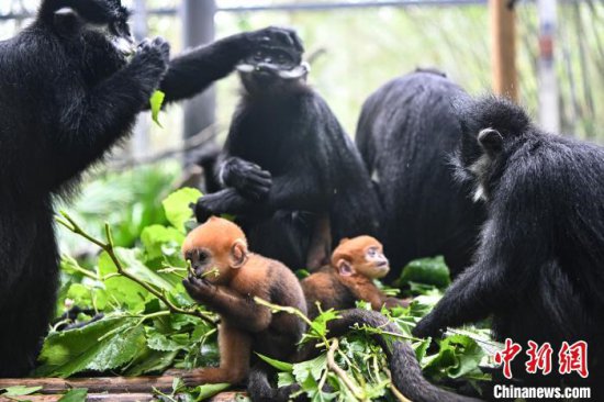 广州长隆举办“一日妈妈体验” 见证黑叶猴家族成长
