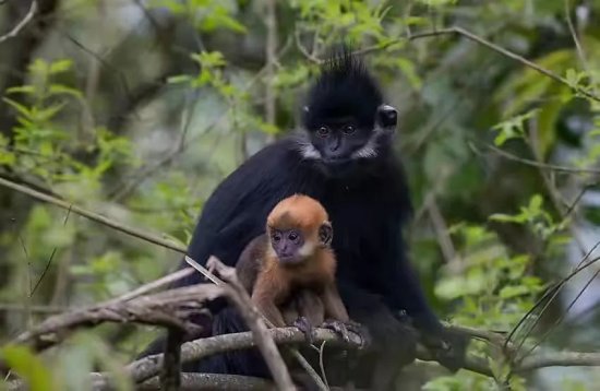 遵义首次发现一级濒危动物黑叶猴，全球仅存不到3000只