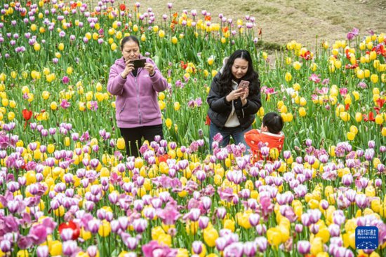 重庆长寿湖：花开迎春来