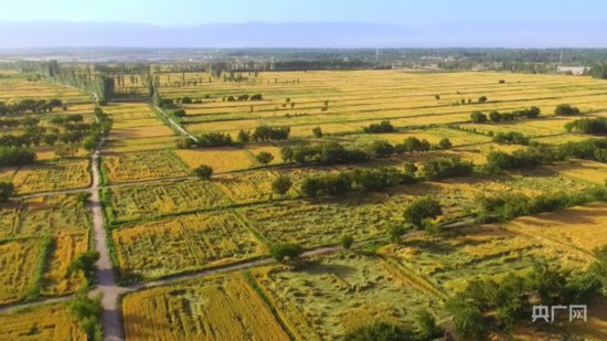 柯坪县6.1万亩冬小麦进入收割期