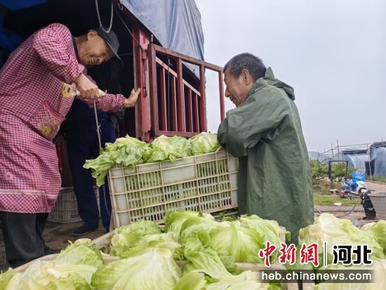 河北冀州：“订单蔬菜”种出富民大产业