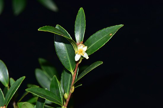 丰富山茶属植物多样性！广东河源发现新物种