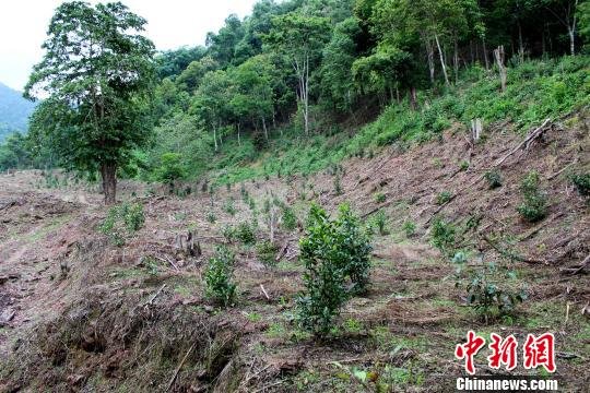 茶价上涨 男子在自然保护区毁林百亩种茶被刑拘