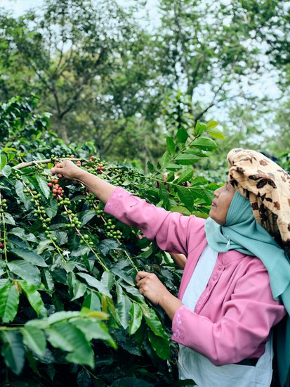 从咖啡黄金原产地印尼，定制高品质<em>咖啡豆</em>，瑞幸SOE绿宝石上新