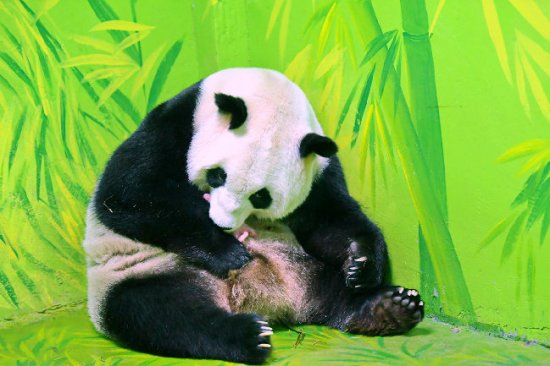 与国同庆！广东刚刚诞生一只大熊猫宝宝，<em>取名</em>为“国庆”