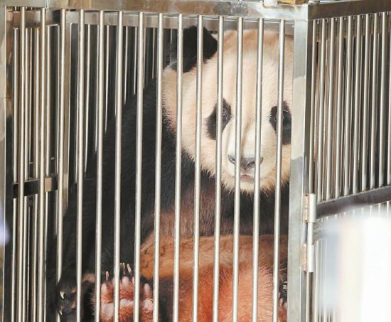 大熊猫“春生”和“香果”正式开启赴杭之旅