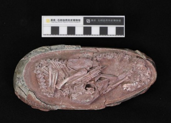 现今全球最完整恐龙胚胎化石在中国发现 目前馆藏于福建南安