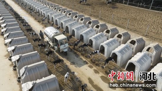 河北高阳：奶牛养殖助力乡村振兴