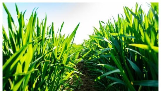 小麦：中储粮投放力度再加大，小麦怕是没好了