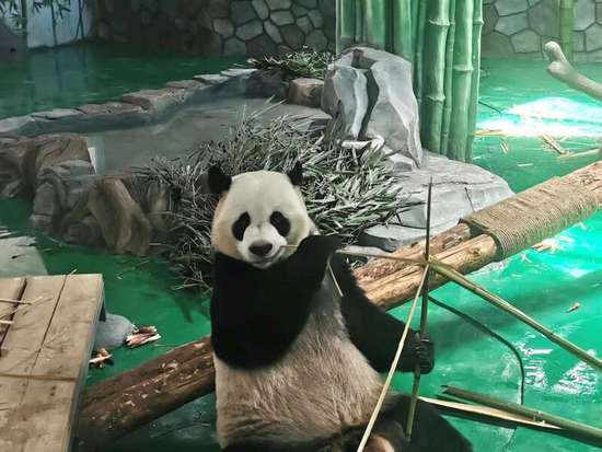 兰州<em>野生</em>动物园迎来四只大熊猫
