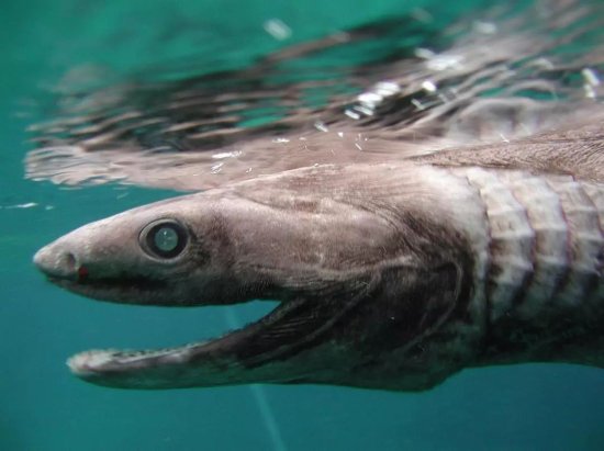 科学家拍摄<em>深海之谜</em>，3百颗牙齿的蛇头，背景追溯到霸王龙