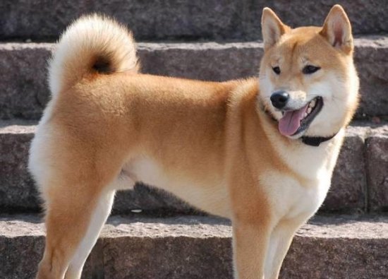 为什么中国的警犬，却要用外国的纯种狗？看完心情复杂