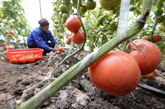 科学种菜—让小菜园长出大效益（三）<em> 西红柿的种植方法</em>和管理...