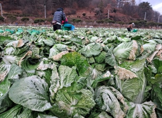 食品价格高企 打折“丑蔬果”在韩国热销