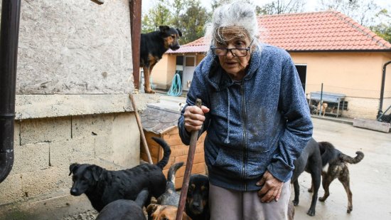 71岁老人收养162只流浪猫<em>狗 用</em>退休金为它们建了一个家