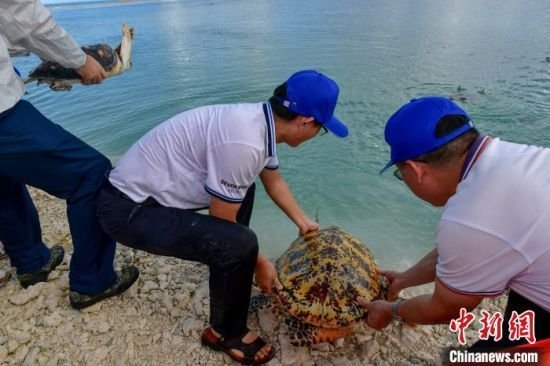 海南西沙渔业增殖放流百余只海龟近250万尾鱼苗