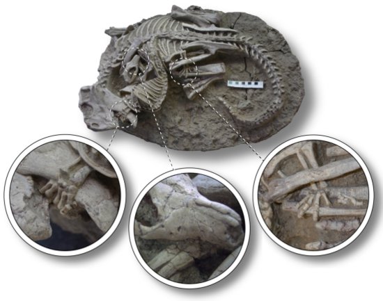 人类首次发现！白垩纪恐龙“霸主地位”受到挑战