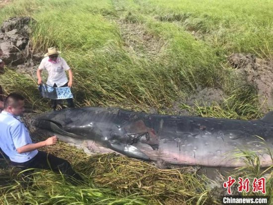 一头须鲸在浙江瑞安滩涂搁浅后续：救援12小时后死亡