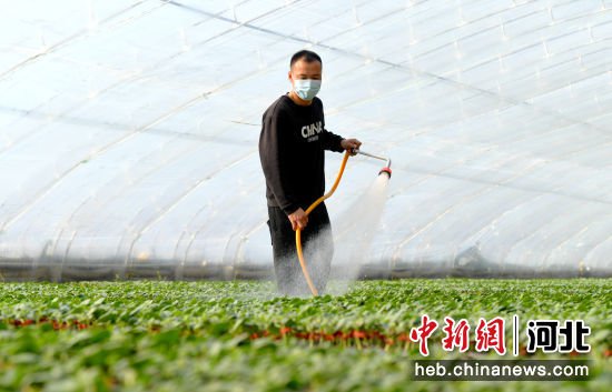 河北阜城：西甜瓜育苗1亿多株 产值1亿多元