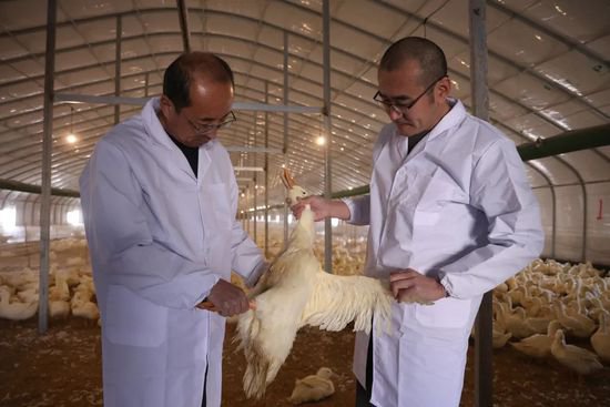 百禄生<em>农牧公司</em>鸭养殖全产业链逐步成型