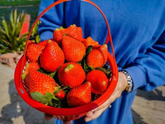 草莓、小番茄、夏黑葡萄……白坭多种水果开摘！周末一起去采摘
