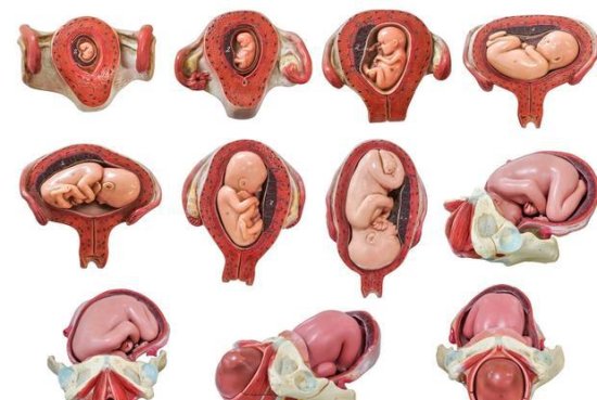 <em>孕</em>12周，为什么胎儿一直在右边？一起来看看胎宝宝发育变化图吧...
