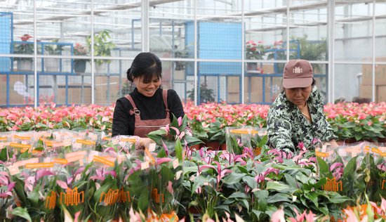 江西彭泽：春节将近 “花卉经济”产销旺