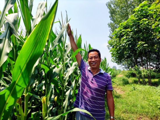 为预防玉米因高温干旱减产，农民计划在玉米田安装滴灌，可行吗...