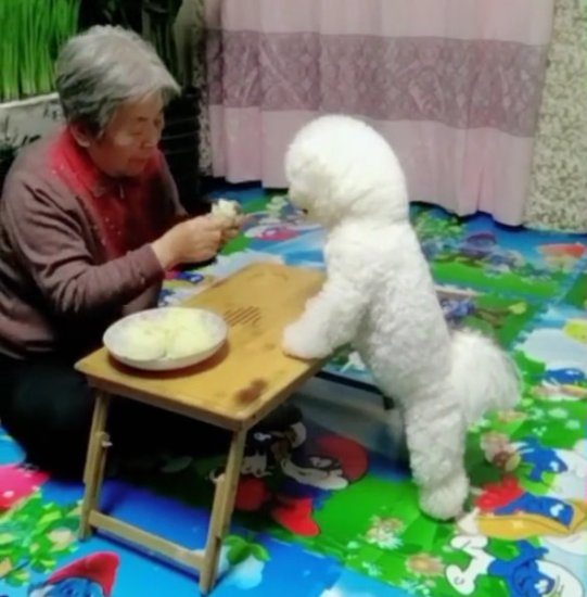 奶奶正在吃饭，旁边<em>小比熊</em>馋坏了急的直作揖，好可爱！