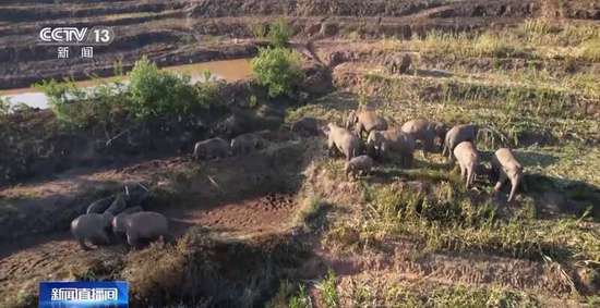 保护象群 协助理赔……除了监测 亚洲象监测员还要做什么？