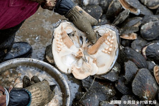 浙江这个小镇，掌握着全球淡水珍珠的命脉